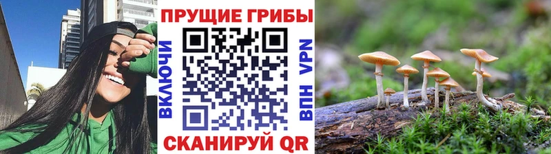 Галлюциногенные грибы Psilocybe  Купить  Ипатово 